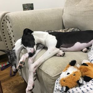 Meet your Posher, Carrie